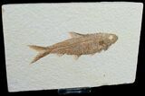 Knightia Fossil Fish - Wyoming #6574-1